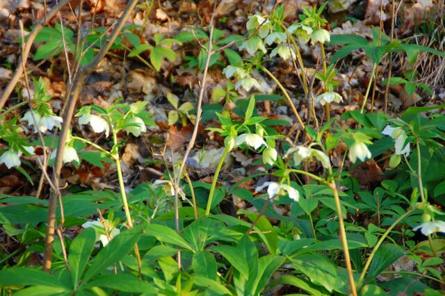 Helleborus niger