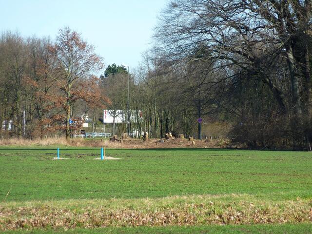 Die ersten Bäume sind gefällt worden. Hier soll die Zufahrtsstraße zum Schwimmbad gebaut werden.