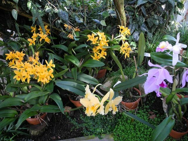 Im Orchideenschauhaus Berggarten