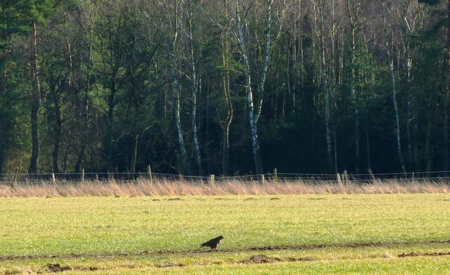 Wildvogel am Waldrand