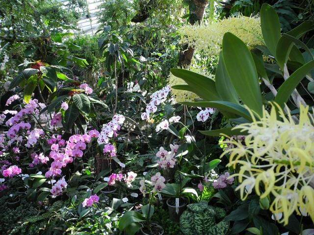 Im Orchideenschauhaus Berggarten