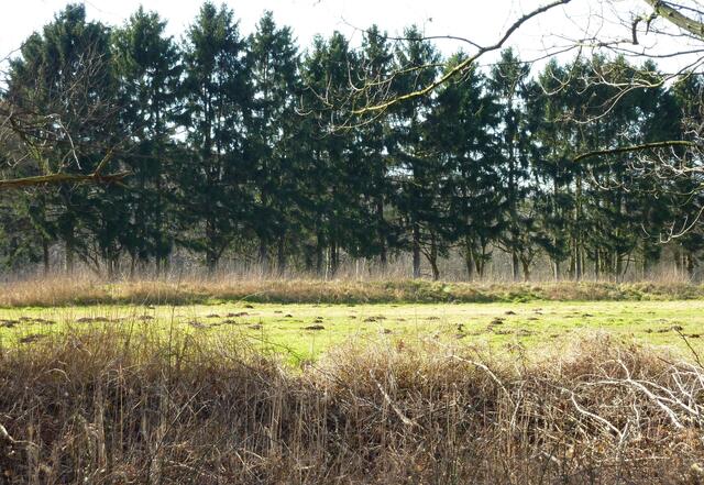 Fleißige Maulwürfe haben dieses Rieselfeld bearbeitet.