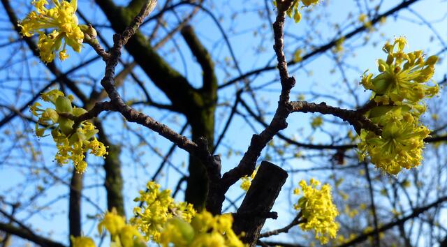 Die gelben Blüten der Zaubernuss leuchten vor dem strahlend blauen Himmel.