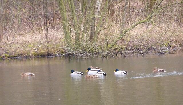 Enten auf dem kleinen See in der Nähe des Silbersees