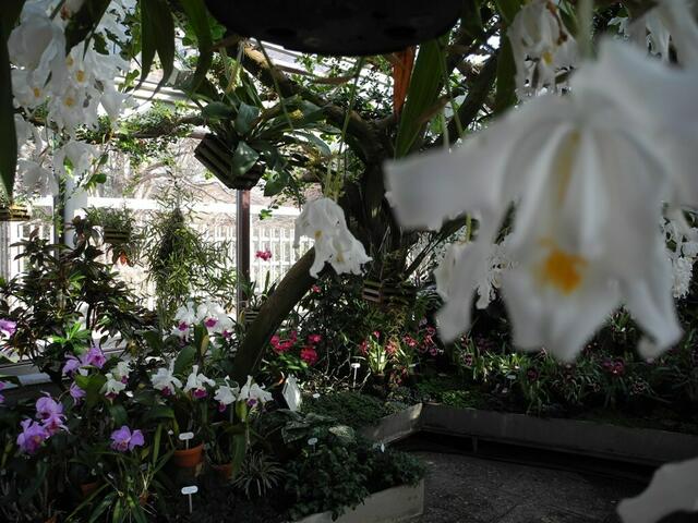 Im Orchideenschauhaus Berggarten