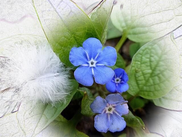 Gedenkemein, ein himmelblauer Frühlingsbote.