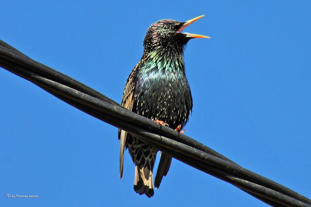 Und singen konnte der... :-))