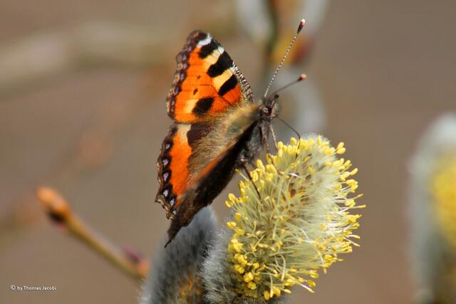 Dieser Kleine Fuchs...