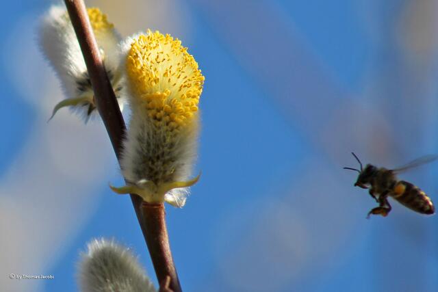 Anflug und...