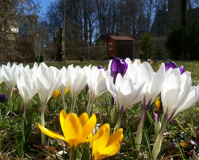 Leuchtende Krokusse im Nachbarsgarten in Sankt Ottilien.