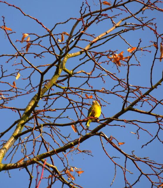 entdeckte mein Mann heute diesen Grünfink, da die Kamera immer dabei ist, hatte ich Gelegenheit diesen herrlichen Vogel endlich auch mal zu fotografieren!
