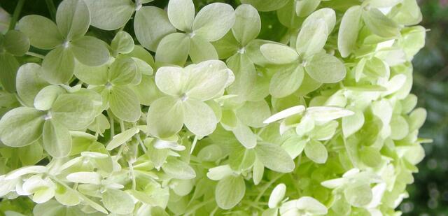 DUISBURGER Blüten