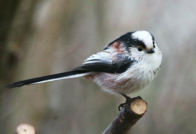 Hübscher Besuch im Garten: Schwanzmeise