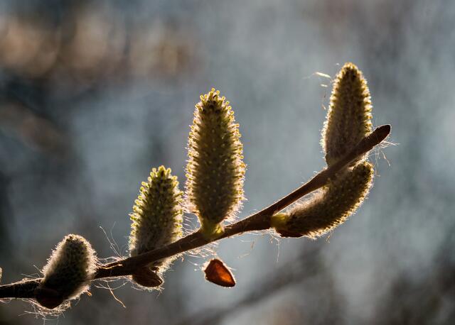 Im Gegenlicht
