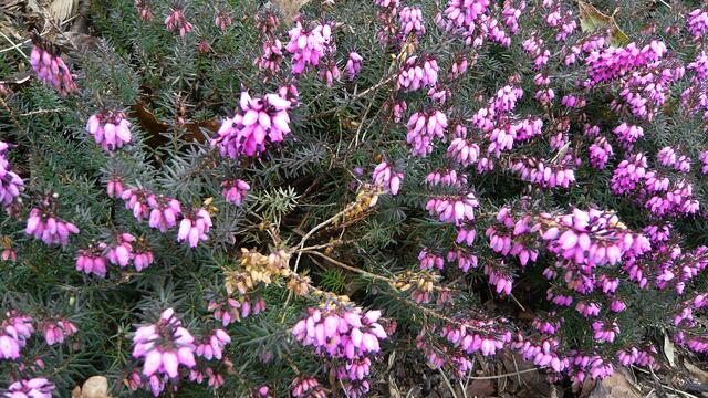 Winterheide in voller Blüte