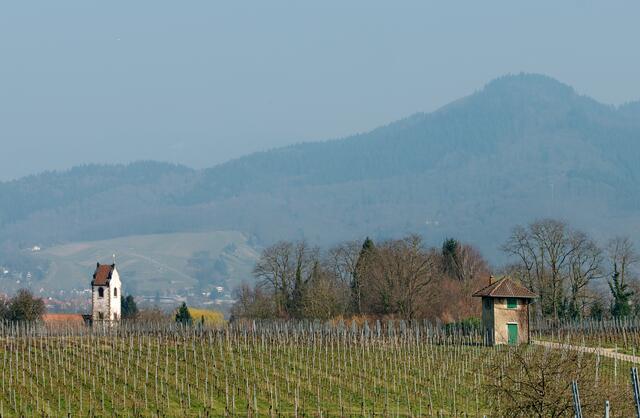 Sonniger Weinberg vor dem Schwarzwald im Morgendunst