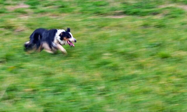 Hütehund beim Training im Münstertal
