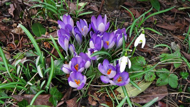 Krokusse an der windgeschützten Hauswand