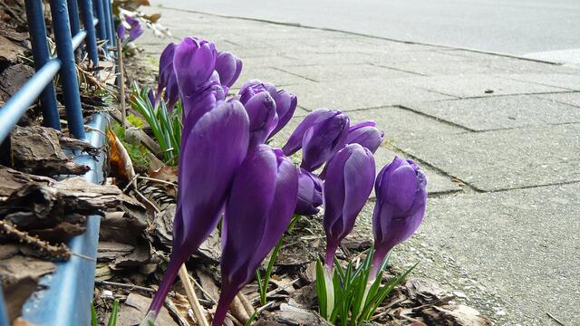 Krokusblüten am Wegesrand