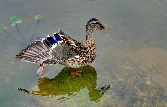 Ente auf dem Kurparkteich in Bad Krozingen