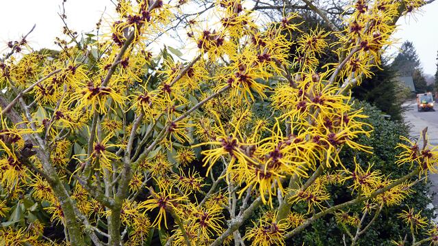 Zaubernuss in der Windschutzhecke