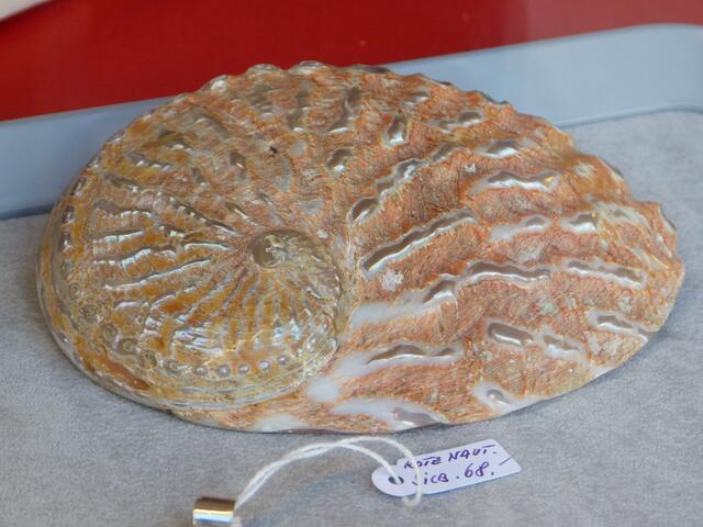 Rote Nautilusmuschel.