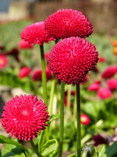 Gefüllte Gänseblümchen mit einer super Farbe !