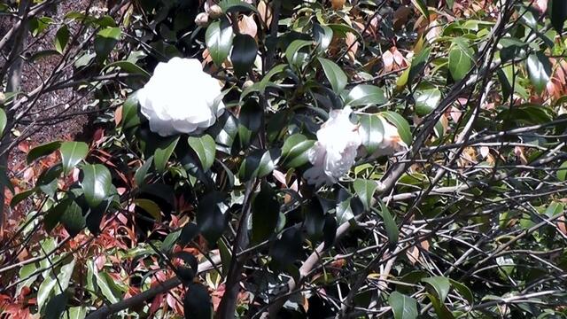 Japanische "Schneebälle" im Frühlinfg