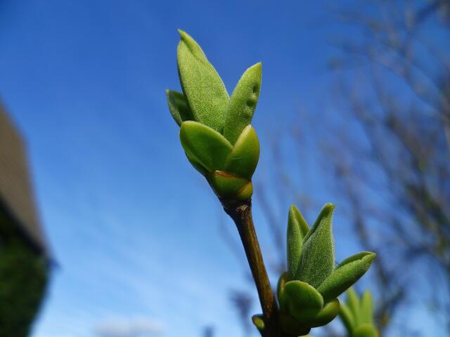 Fliederknospe ... am 17.3.2014 !