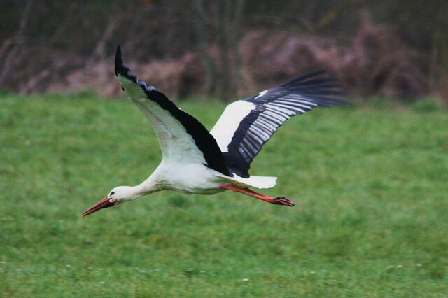Er fliegt zu seiner Liebsten ins Nest