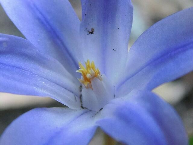 ... ist die Scilla- überall blühen die im Garten !