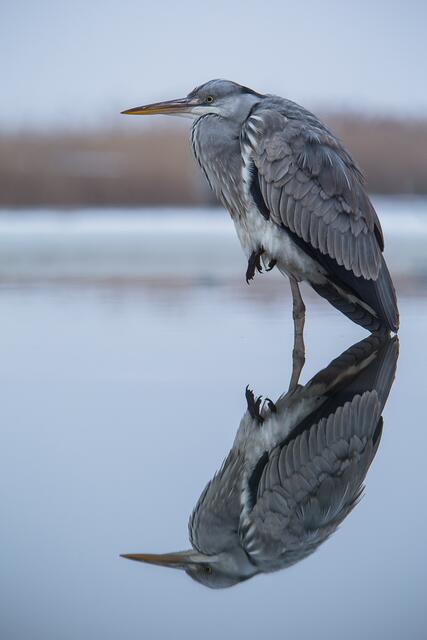 Kalte Füße. Vermutlich ein Weibchen. | Foto: Siegbert Werner