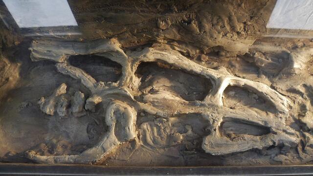 Dinosaurier in Querfurt – Im Reich der Urzeit  - am 18.3.2014 !