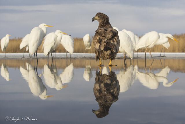 Solche Fotos schießt man nicht mal eben aus der Hüfte. Das Bild wurde aus einem Unterstand heraus gemacht, der zu Dreivierteln unter der Seeoberfläche liegt. Ein junger Seeadler beobachtet Silberreiher. | Foto: Siegbert Werner