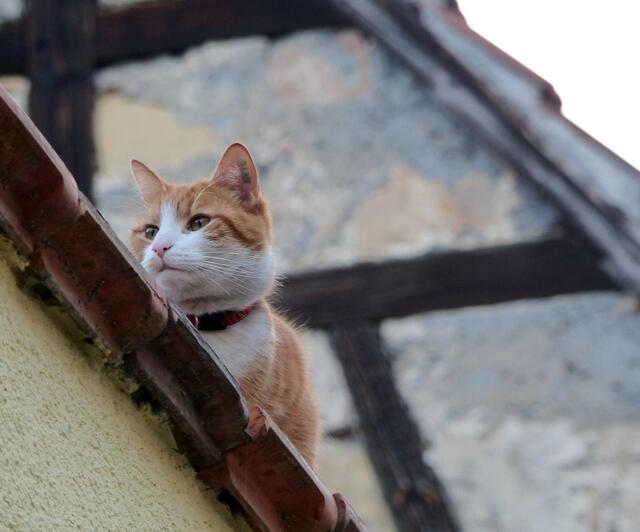 Auch die hübsche Katze vom Dach behält den Frühling im Auge. In Gimmeldingen in der Pfalz zeigte er sich mit der Mandelblüte in zarten Weiß- und zauberhaften Rosatönen besonders prächtig schon seit Anfang März. Doch davon können die Leser in diesem Beitrag mehr erfahren. Beitrag: http://www.myheimat.de/burgwedel/freizeit/wer-kommt-mit-dem-fruehling-entgegen-eine-kleine-tour-am-2-maerzwochenende-2014-von-worms-bis-heidelberg-mit-einem-kurzen-stueckchen-jakobsweg-d2590099.html