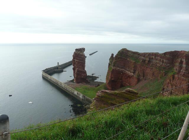 Helgoland - Stille im hohen Gras - hier und da grüßt die Wegwarte - eine blaue Blume - von der die Sage erzählt, sie sei ein verwunschenes Mädchen, das auf seinen Geliebten wartet.
