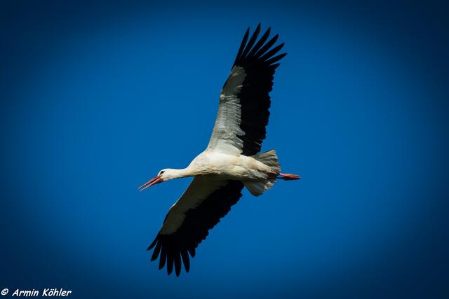 Storch im Flug