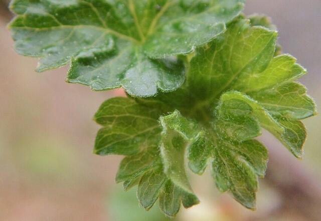 Nochmal Brombeere