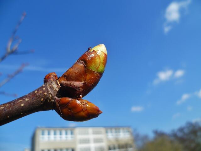 Knospen im Unstruttal - vom 21.3.2014 - was könnte das werden ..... ???