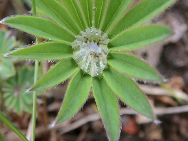 Lupine-noch klein-auch die sind überall !