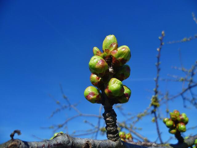 Knospen im Unstruttal - vom 21.3.2014 - was könnte das werden ..... ???