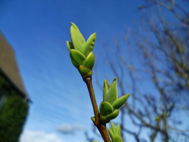 Knospen im Unstruttal - vom 21.3.2014 - was könnte das werden ..... ???
