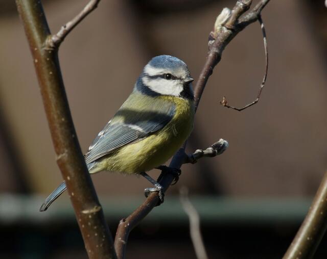 Auch diese kleine Blaumeise genießt den Frühlingssonnenschein hoch oben in den Zweigen der Eberesche.