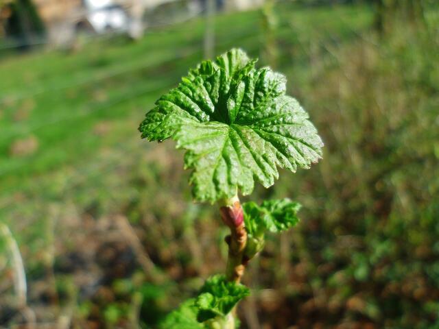 Knospen im Unstruttal - vom 21.3.2014 - was könnte das werden ..... ???