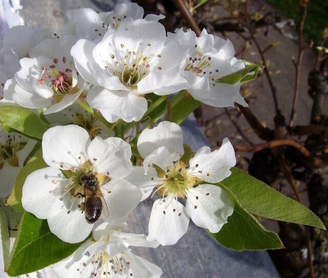 Birnenblüte mit Besuch