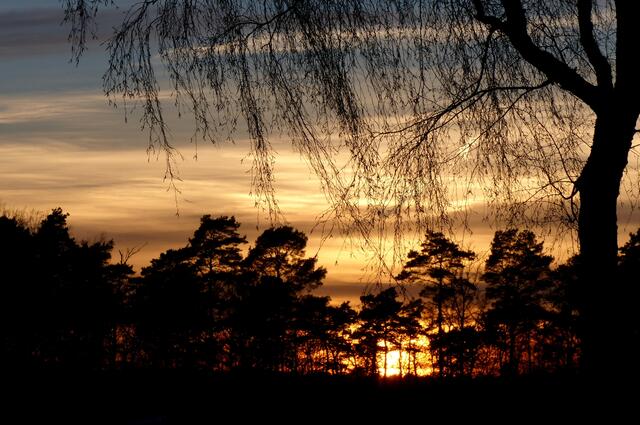 Kurz nach diesem herrlichen Sonnenuntergang konnte  die Krötenwanderung am Würmseeweg beobachtet werden.