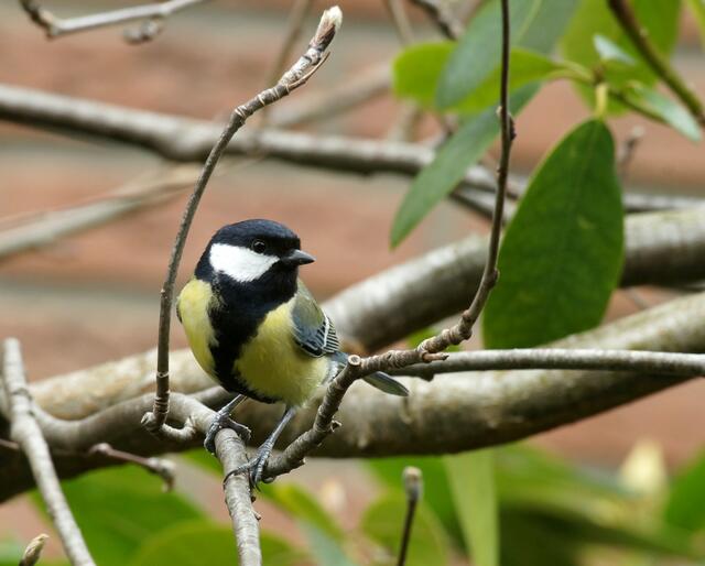 Der eindringliche Gesang unserer kleinen Meistersängerin, der Kohlmeise (Parus major) ist nun allerorts vielstimmig zu vernehmen.
