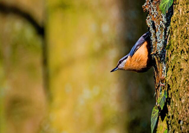 Ausspähen von Gefahr vor dem Flug ins Nest