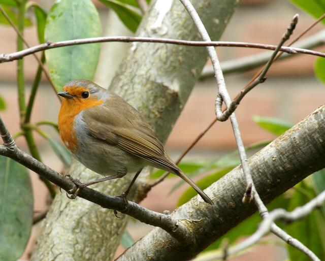 Das Rotkehlchen ist auch in den ersten Frühlingstagen ein mehrmals am Tag regelmäßig im Geäst der Eberesche erscheinender Gast. Hier ist wohl sein Territorium. Es lohnt sich den hübschen kleinen Singvogel mit der Lupe (rechts oben am Bildrand) zu betrachten.