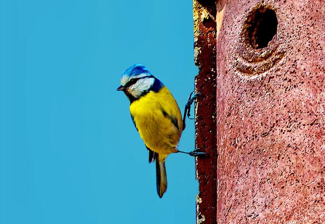 Blaumeise